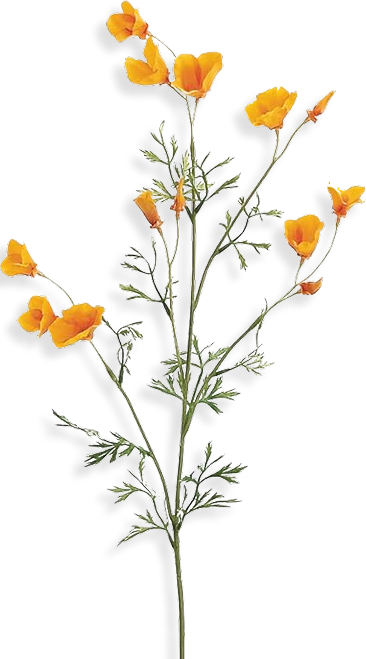 California poppy