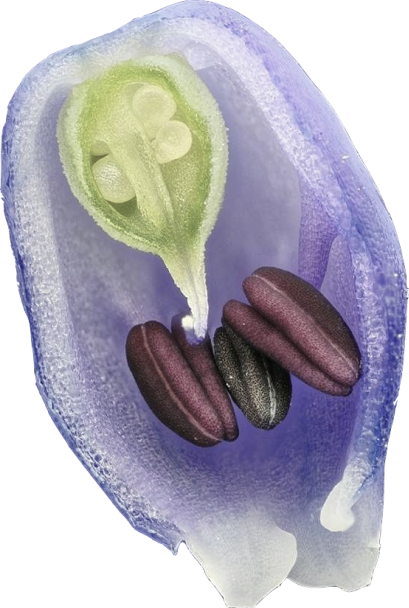 Grape