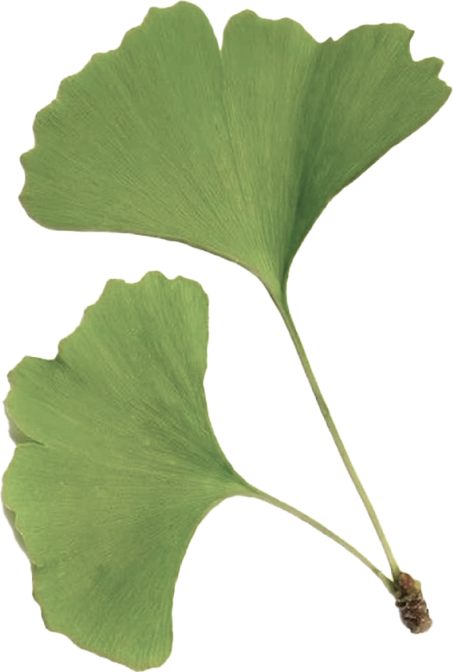 Ginkgo