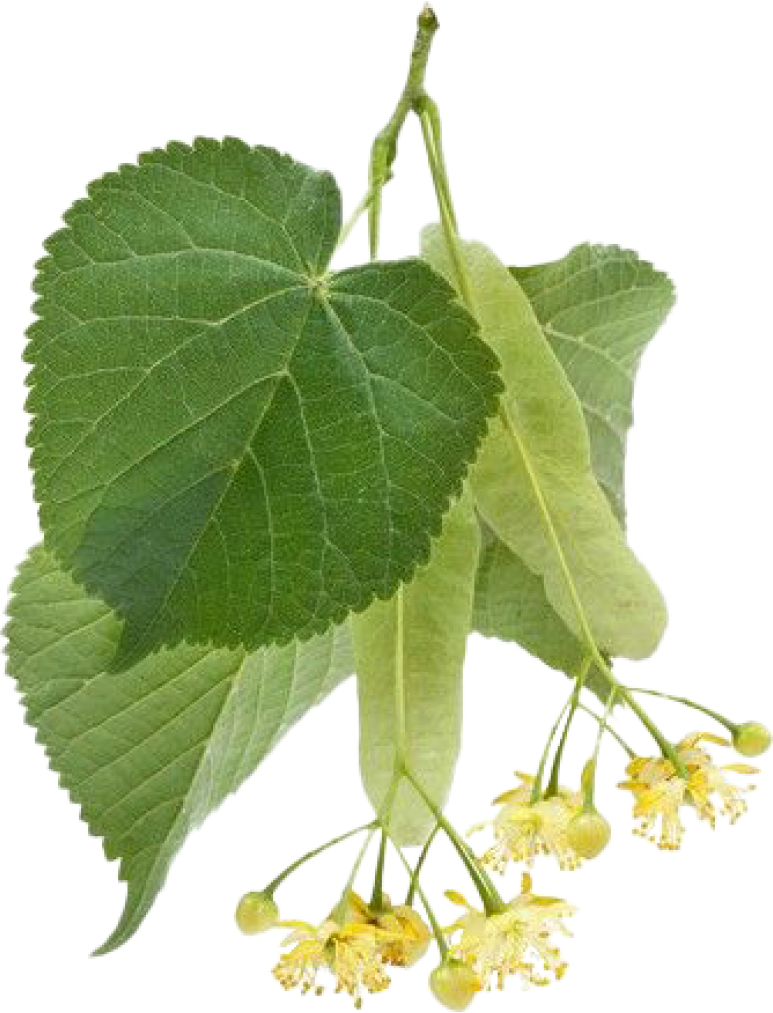 Linden