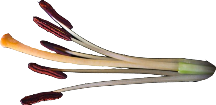Stamen