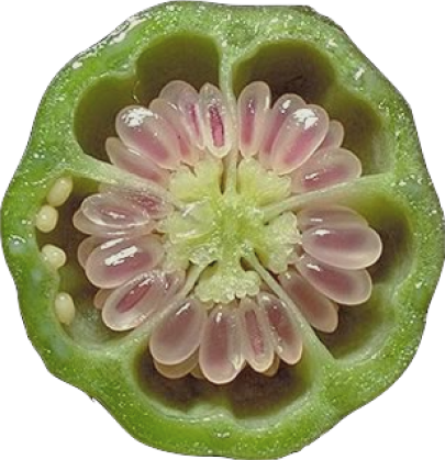 Bellflower