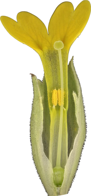 Cowslip